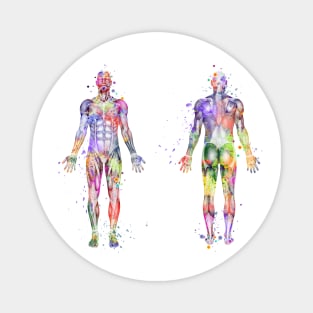 Human Body Muscles Watercolor Magnet